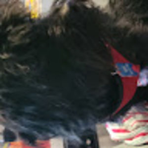 Meet your Posher, Dawn green